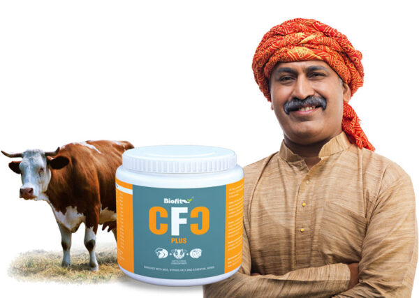 Nutritional Food Cattle Feed CFC Plus Biofit Detail