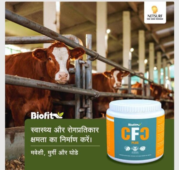 Nutritional Food Cattle Feed CFC Plus Biofit Netsurf